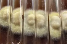灵芝王教你：桑黄，红菇，牛肝菌母种转接液体种技术，值得收藏！视频封面