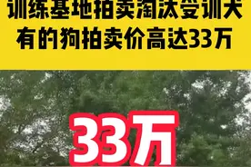 7月7日沈阳，警犬训练基地拍卖淘汰受训犬，有的狗拍卖价高达33万！#拍卖#警犬#受训犬 视频封面