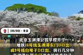 玉渊潭公园的早樱进入观赏期，公园将适时启动全园单向游览，未预约，不前往。#北京 #春天必打卡的樱花胜地 #玉渊潭公园赏樱花 #预约视频封面