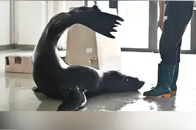 #海狮  海狮：呸！饲养员，你是想忽悠我买拐还是想少给我小鱼干！ 视频封面