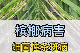 照哥槟榔讲堂第九期：槟榔细菌性条斑病#槟榔#照哥槟榔讲堂#榔友 #槟榔种植#新农人计划2021@抖音广告助手 