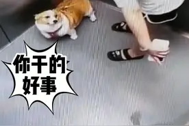 9月18日，辽宁沈阳。宠物狗突然在电梯里尿尿，主人接下来的做法舒适了。网友：给#文明养狗人点赞！ @抖音短视频 