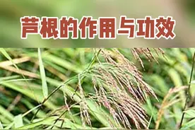 芦根的作用与功效#滋补养生 #科普 视频封面