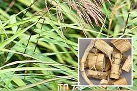 芦根的作用与功效#滋补养生 #科普 视频封面