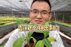 香蕉是怎么种出来的？（完整版）视频封面