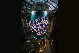 德国柏林巨型鱼缸炸裂了#德国柏林巨型鱼缸 #鱼缸 #养鱼人老杨 @养鱼人老杨小号视频封面