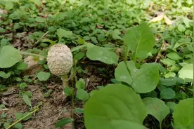 一抹绿，一青山!生态和谐，万物共荣!视频封面