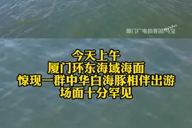 求偶遇！厦门海域惊现白海豚组团出游#厦门 #中华白海豚 #保护海洋 视频封面