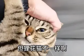 养猫就养狸花猫，狸花猫是真的把你当亲人一样看待。#狸花猫 #中华田园猫
