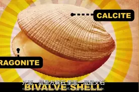 贝壳是如何形成的