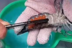 离体孵化。#蓝龙虾 #澳洲淡水龙虾视频封面