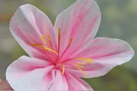 春暖花开，用纸巾来做朵仙气飘飘的桃花。#亲子手工#桃花朵朵开 #纸巾桃花 #纸巾手工