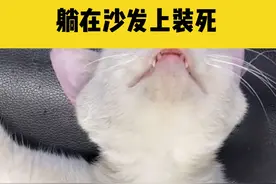 6月29日浙江宁波，猫咪生气后躺在沙发上装死，主人满脸无奈#猫咪的迷惑行为 视频封面
