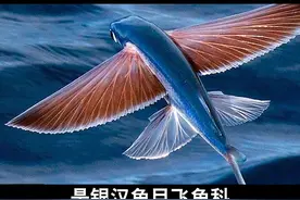 海里的小飞侠——飞鱼#海洋生物 #神奇动物在抖音 #涨知识 #科普