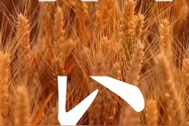这样浪费粮食，不该！2月1日，新华社记者走访多地的高档酒店餐厅，发现食品浪费现象仍时有发生其中，婚宴、自助餐是浪费的“重灾区”。视频封面