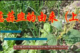 我们常吃的葱蒜韭的由来？#民间故事#故事会#传说视频封面