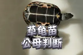 草龟苗如何判断公母？乌龟雌雄简单准确辨别方法，龟苗公母区分