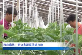 廊坊永清：无公害蔬菜俏销京津#这就是幸福河北 #我的小幸福视频封面