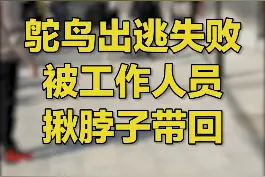 安徽一 #景区鸵鸟出逃失败被揪着脖子带回网友：被扼住命运的后脖颈视频封面
