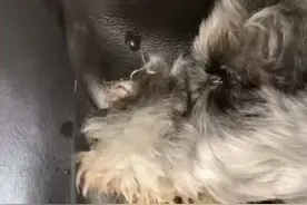 #是宠物更是家人 🙏答应我来生回到我身边 ….视频封面
