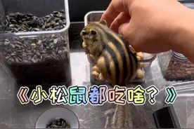 宠物小松鼠都吃啥？给大家介绍一下#松鼠#金花松鼠 #花栗鼠