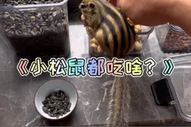宠物小松鼠都吃啥？给大家介绍一下#松鼠#金花松鼠 #花栗鼠