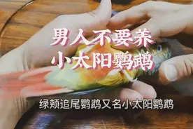 你们知道男人为什么不能养小太阳鹦鹉吗？ #小太阳鹦鹉 #手养鹦鹉视频封面