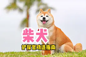 柴犬是怎么火起来的？性格怎么样？总结柴犬3个热门问题，盘他！视频封面