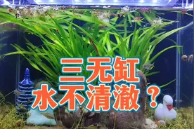 三无缸水浑浊不清澈怎么办？古法生态鱼缸浑水的原因和水变清方法视频封面