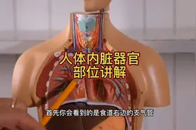 #科普知识 #知识分享 #健康科普 #医学科普 #人体内脏