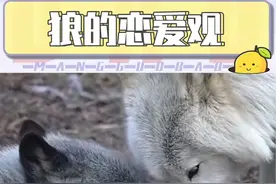 狼是很专情的动物，一生只爱一个伴侣。#爱情#狼#灰太狼
