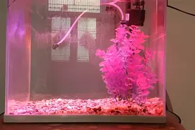 我把秘密告诉了花，花香吹满了整个小巷视频封面