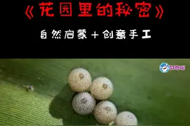 #萌新计划 #毛毛虫 的一生@抖音青少年@抖音青少年动画 #科普一下 