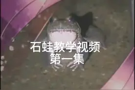 #石蛙养殖教学  “百蛙之王”石蛙你了解吗？《本草纲目》记载视频封面