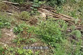 辣蓼草有什么功效与作用看看有多少人知道
