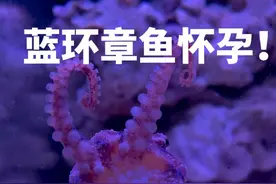 真孵出来几十只蓝环章鱼可咋整啊！我又得搬家了吗！