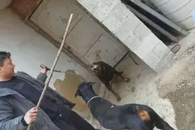 两个嘤嘤怪的战斗！#德系杜宾 #杜宾幼犬 #记录宠物的日常生活视频封面