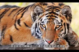 老虎为什么怕猫视频封面