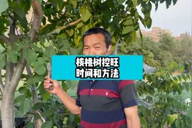 核桃树如何控旺视频封面