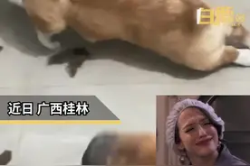 拆家后金毛被训柯基装瘸讨好女主人#拆家 #狗狗 #柯基 视频封面