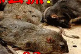 澳大利亚10亿只老鼠泛滥成灾，为何政府宁愿投毒，也不用猫灭鼠？ #科普  #西瓜视频  @西瓜视频视频封面