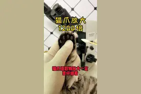被猫咪抓伤以后，伤口很难愈合很红很痒你知道为什么吗，看完视频就明白了！#猫爪 #被猫抓伤 #科普知识视频封面
