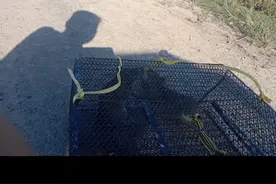 两鼠相争必有一伤，我不做鼠哥好多年了😄😄视频封面