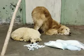 狗姥姥生怕主人揍孩子立马撅着屁股自愿挨罚 这是我见过认错态度最好的狗子 屁股快撅上天了 要打要骂尽管来#萌宠出道计划 #神奇动物在抖音 #萌宠成精了 #动物也有爱 #万物皆有灵性视频封面