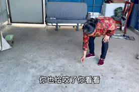 深夜山狸子又来了，满地的毛，已经和我家猫咪打出仇恨了视频封面