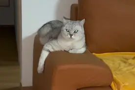 佛说猫跟人的缘分是注定的，家有一猫如有一宝视频封面