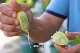 子弹头香水柠檬 多用途的味道 南方北方盆栽地栽可以种视频封面