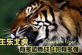 野生东北虎有多恐怖，东北虎的战斗力有多强？视频封面