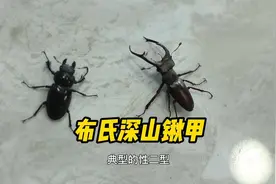 #好样说虫子 布氏深山锹甲，锹甲类都是我的爱呀！视频封面