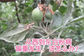 苹果白粉病从西到东危害逐年加重，关键是选对方案、抓好关健期，